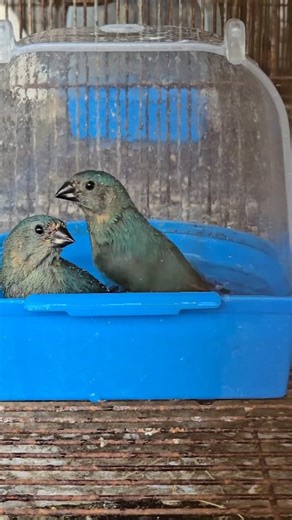 5.5K views · 167 reactions | Parrot​ finch​ playing in the water​  | WS Finch | Facebook
