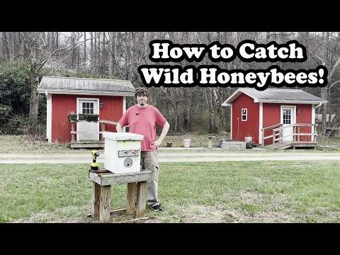 How to Catch Wild Honeybees