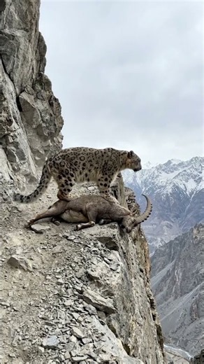 The Snow Leopard Finally Caught the Ibex. The Cliff Was Already Behind It.