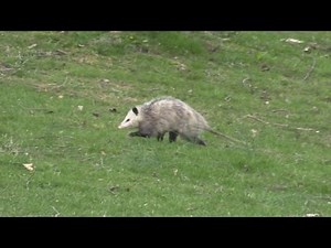 Possum in Back Yard Apr, 11, 2016