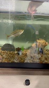 My son Jaiden feeding his pet largemouth bass‼️ #largemouthbass #largemouthbassfishing #largemouth #903Fishing #fishingtiktoks #petbass #feedingmypetbass | 903 Fishing