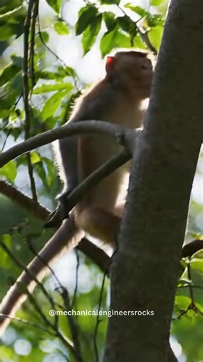 of aging in monkeys, bringing humanity closer to age-reversal therapies. • Researchers targeted cellular aging mechanisms, not cosmetic symptoms. • The treatment restored youthful gene expression patterns in cells. • Improved muscle strength, metabolism, and organ function were observed. • Reversal occurred at the biological and molecular level, not just appearance. • Focused on pathways linked to cell repair and longevity. • Conducted on non-human primates, closely related to humans. • No major