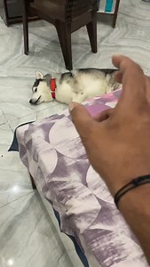 Kuchi Kuchi Ku Laying On Floor Husky 😂 @nikiozeri #husky #dogsofinstagram #siberianhusky #dog #huskylove #huskylife #huskypuppy #huskiesofinstagram #dogs #puppy #huskies #huskylovers #huskygram #huskyworld #huskyphotography #huskynation #doglover #dogstagram #puppylove #doglife #puppiesofinstagram #huskysiberiano #dogoftheday #love #huskymix #instadog #huskyofinstagram #doglovers #huskypics #cute | Raipuriya Prank