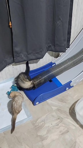 1.7K views · 20 reactions | Work in progress—but the ferrets just got a brand-new toy! Still needs some tweaking, but. Next week, I’ll be painting the walls to match the mural and adding some fun decor. A ball pit is coming for the bottom of the slide, plus a few more finishing touches to complete the ferrets’ room. It’s almost done… until the next room reset anyway! 藍 | FerretFantasy | Facebook