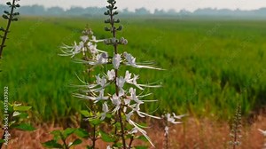 The cat's whiskers plant or Orthosiphon aristatus has various health benefits. For example to treat respiratory problems, prevent fungus, natural detox, help lose weight, and treat diabetes problems