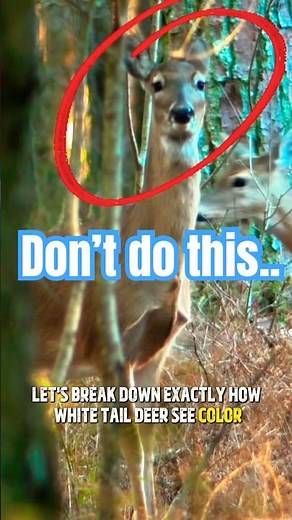 How deer see color #deerhunting #hunting #eyesight