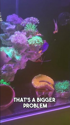 Cleaner shrimp cleaning fish