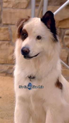 this video was posted by a regular talking dog 🎥 Dog with a Blog | Dog With A Blog