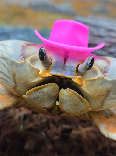 Check out our new channel @Winny The Crab for Winny only content. This is a sweet and innocent video, but I want to gently clarify something. If you’re new here and feel unsure about seeing a crab in a little hat, I understand. Please know this page exists for education and compassion for crustaceans. Every year, millions of crabs are boiled alive and treated as disposable. That’s the reality they face. The tiny, lightweight hat is used briefly and safely to spark curiosity. It stops the scroll.