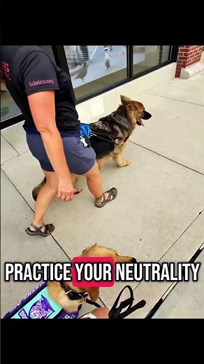 Working Your Service Dog Around Other Dogs