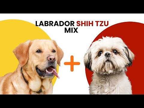 Labrador Shih Tzu Mix AKA Shihdor