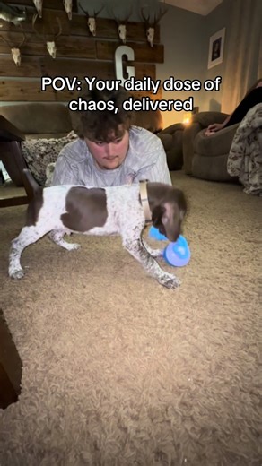 #dog #dogsoftiktok #dogs #dogsofttiktok #dogtoy | dogs