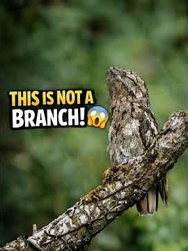 POTOO: GHOST BIRD OF THE FOREST #animals #animalfacts #animallife