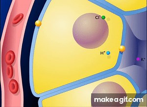 Hydrochloric Acid Production of the Stomach [HD Animation] on Make a GIF