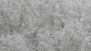 HD MP4 Snowfall Forest Video | Christmas Snowfall Video | Snow Forest Template | Snow Background | Snow | Snow Falling | Instant Download - Etsy UK