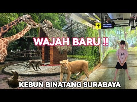 MORE BEAUTIFUL‼️ SURABAYA ZOO | Complete KBS Review
