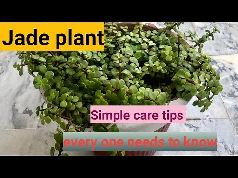 Jade Plant Care Guide From Soil to Pruning|Jade Plant Complete Care and Maintenance|Jade plant Care