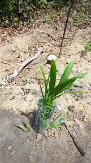 Complete care guide for palm trees, #plantingseason #oilpalmtree#plants #protection #farming #tips