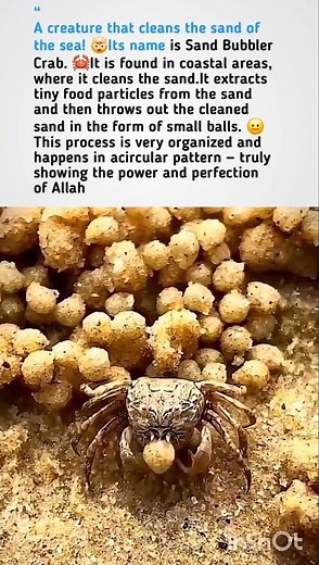 Amazing Facts About The Sand Bubbler crab🦀 #bubblercrab #naturefacts #nature #wildlife #shorts