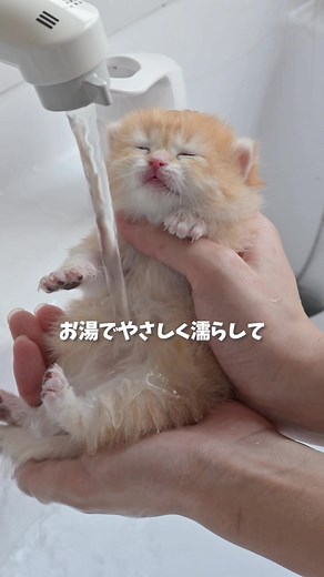 初めてのシャンプーは猫の成長の一歩