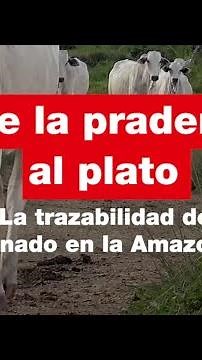 De la pradera al plato: la trazabilidad del ganado en la Amazonía • RFI Español