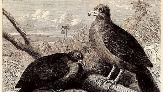 Manumea, Dodo’s Closest Living Relative, Seen Alive After 5-Year Disappearance