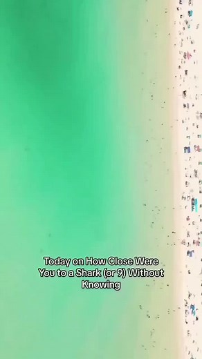 Drone Footage Reveals Swimmers Near Sharks Unaware - Eye-Opening Video