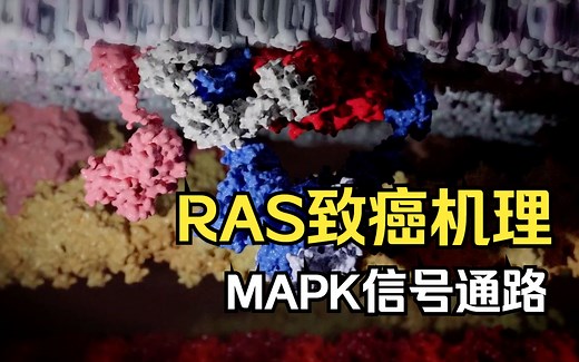 【癌症笔记01】RAS与MAPK信号通路