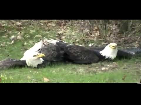 Amazing!! Hawk tries to kill Eagle and the fight of two eagles. Hawk vs Eagle, Eagle vs Eagle