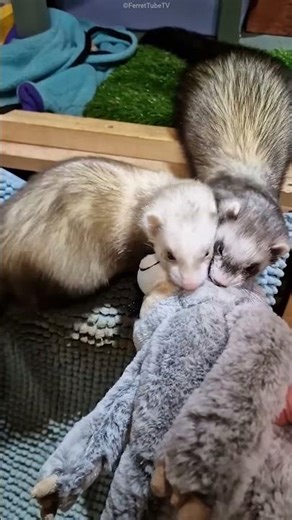 This Ferret has a great surprise for her owner 🥰🐰