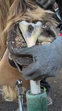#farrier #farrierlife #horse #horsecare #horseshoe #asmr #satisfying