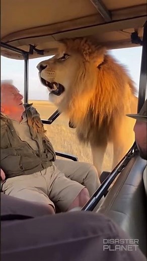 LION JUMPS INTO JEEP! 🦁 10 SECONDS OF TERROR! (HE JUMPED BACK OUT!)