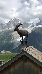 2.6M views · 3.9K reactions | Beautiful animals and a spectacular view Credit: Aurora Borealis Observatory | Wildlife | Facebook