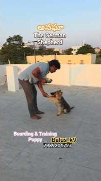 Progress in Obedience Training | అనఘా The German Shepherd ‪@BalusK9Dogtraining‬ #shorts #short