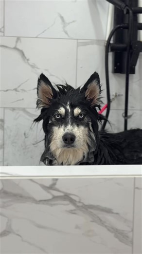 1K views | This video will wow you!! Using the best The Funky Poodle products #thedoghouseway #trendingreelsvideo | Dog House Grooming, LLC | Facebook