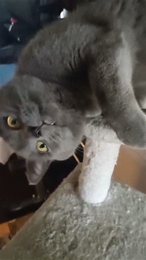 Mimo The British Short-Hair #cat #cute #animals #catvideos