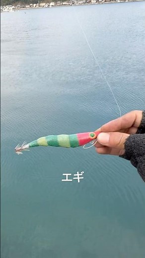 【モンゴウエギング】今年はモンゴウイカ多いんだって👏 #釣り #イカ釣り #fishing