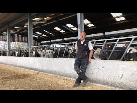 Finishing beef cattle on a dairy farm