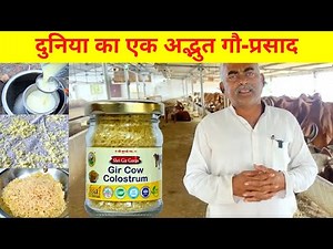 How to make Gir Cow Colostrum and Benefits