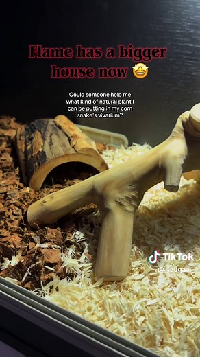 Best Plants for Your Corn Snake Vivarium