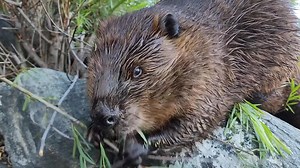 17K views · 2.2K reactions | Best Beaver Videos of June (Part 3) Here is another year-end compilation video. This video combines some more of my favourite video clips of the beavers from June of 2024. Enjoy! #beavers #wildlifephotography #beaver | Mike’s photos and videos of beavers | Facebook