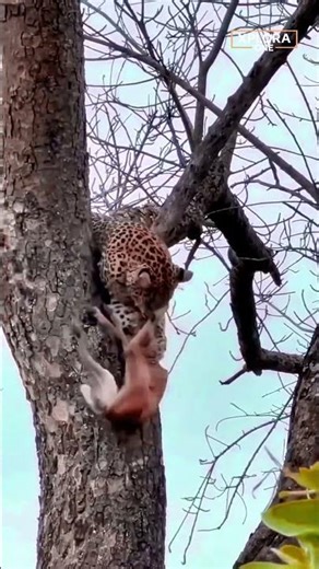 Leopard’s Deadly Grip in the Tree | No Escape Above the Ground