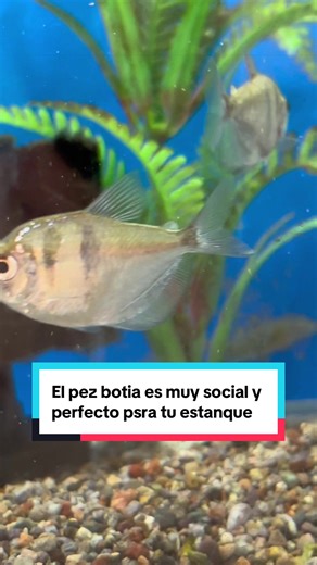 Conoce al pez botia: el pez social ideal para tu estanque