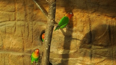Video Fischers Lovebird Zoo Stock Footage Video (100% Royalty-free) 3402094731 | Shutterstock