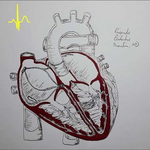 Sinus Bradycardia explained in 30 seconds