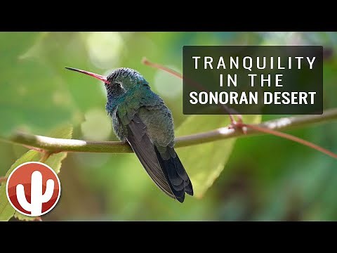 ARIZONA-SONORA DESERT MUSEUM | Tucson, Arizona | 2022 Tour