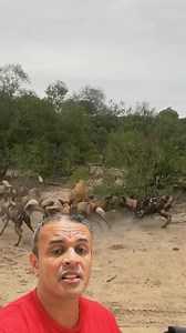 Um bando de mabecos atacando uma hiena solitária | HumorTadela