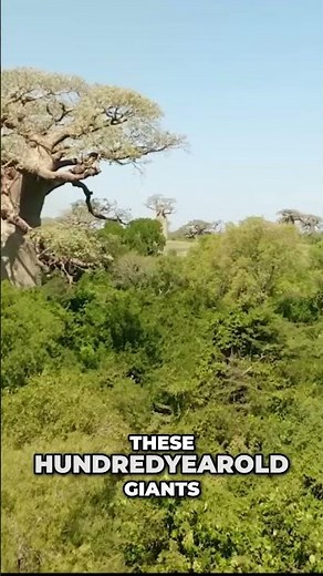 Baobab Kingdom – Ancient Trees Seek Rain! 🌳🌧️✨ #baobab #africa #wildlife #nature #trees #rain
