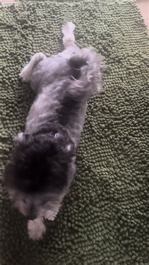 Please play #play #livingmybestlife #prettygirl #dogsoftiktok | dog