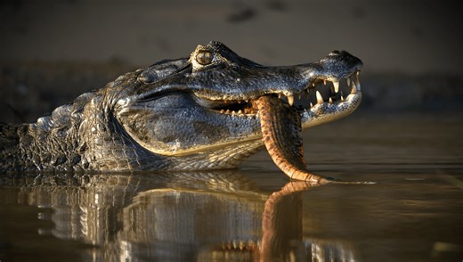 Black Caiman: The Amazon's Apex Predator That Hunts Everything – Even Humans